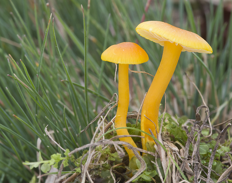 Hygrocybe ceracea